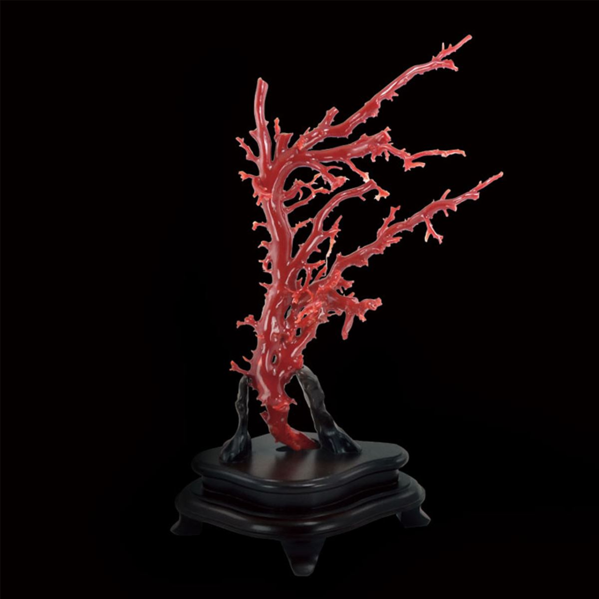 赤紅珊瑚 AKA Coral