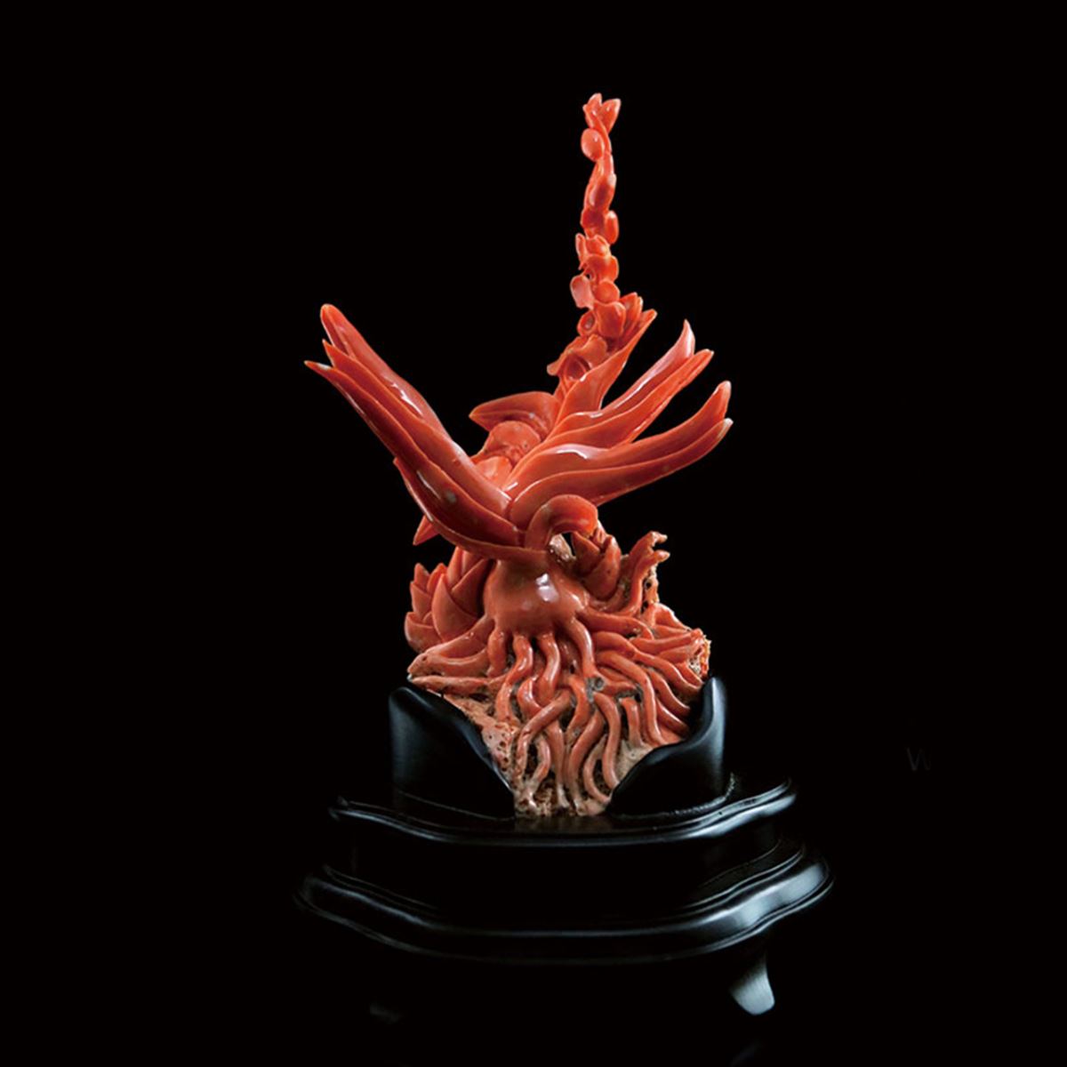 桃色珊瑚 Momo Coral