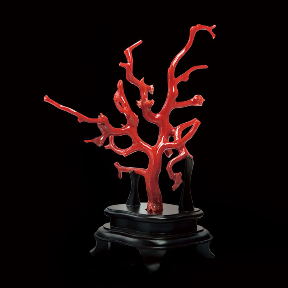 沙丁珊瑚 Red Coral 