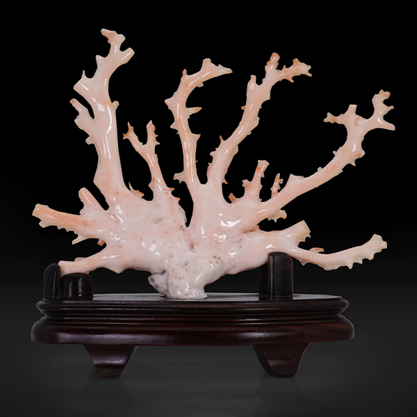 将来さん樣專用珊瑚 WYSIWYG - 長鬚飛盤– Coral Bay Aquarium 珊瑚灣水族